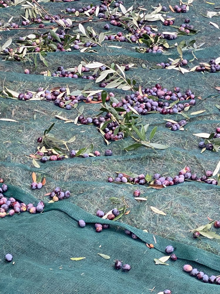 Gli olivicoltori sono i primi operatori turistici