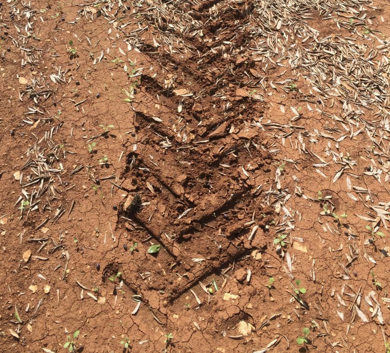 La “ruralitudine” come bene pubblico