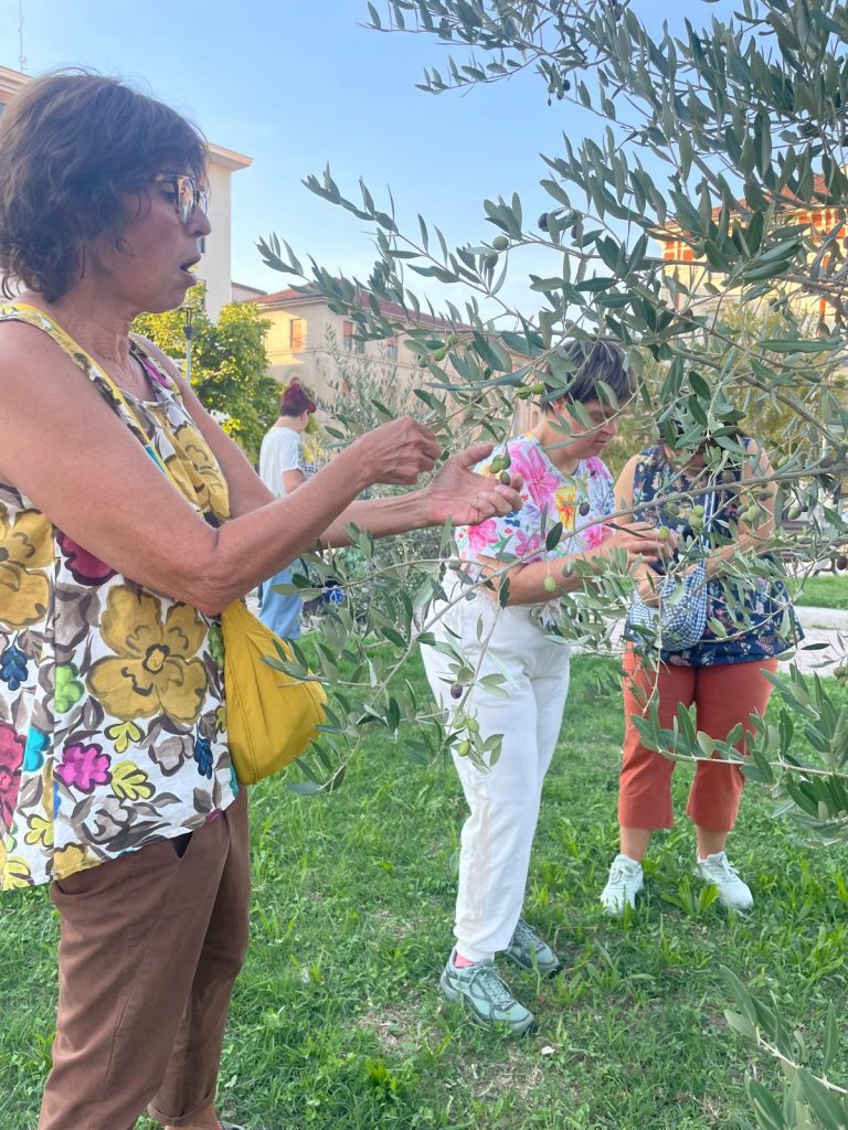 Raccolta olive ad Alessandria