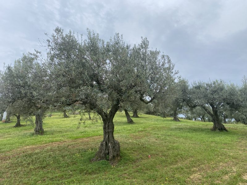 I venticinque anni dell’olio Monti Iblei. Una serie di appuntamenti