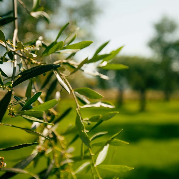 Risultati concreti su ambiente, persone e comunità per Filippo Berio