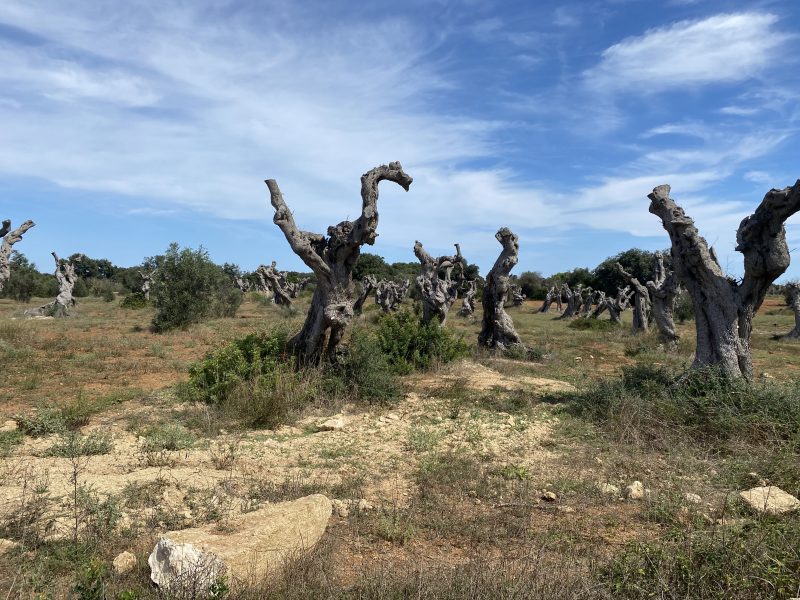 Il fu oliveto. Per non dimenticare
