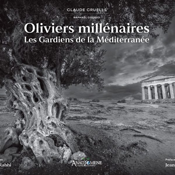 Ulivi millenari, guardiani del Mediterraneo