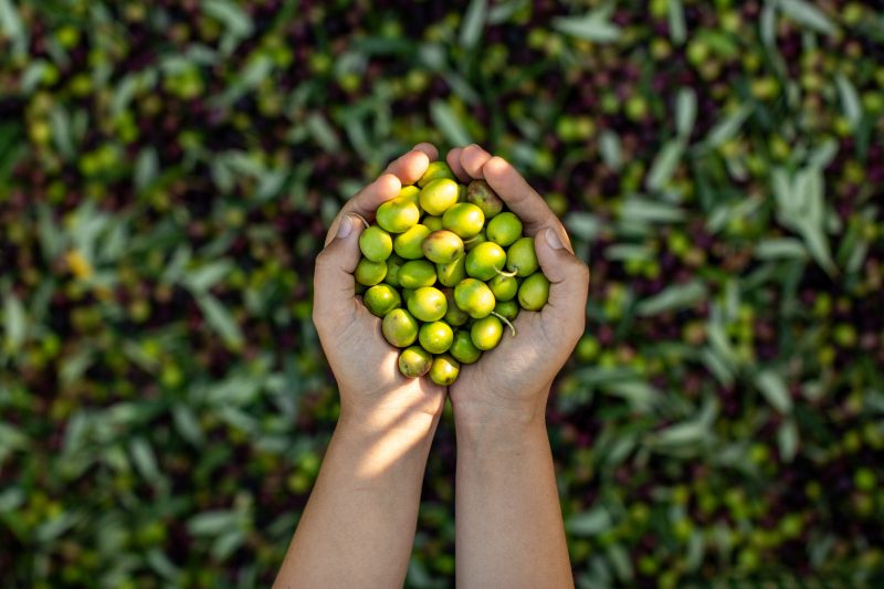 L’olio nuovo è una festa per Palazzo di Varignana
