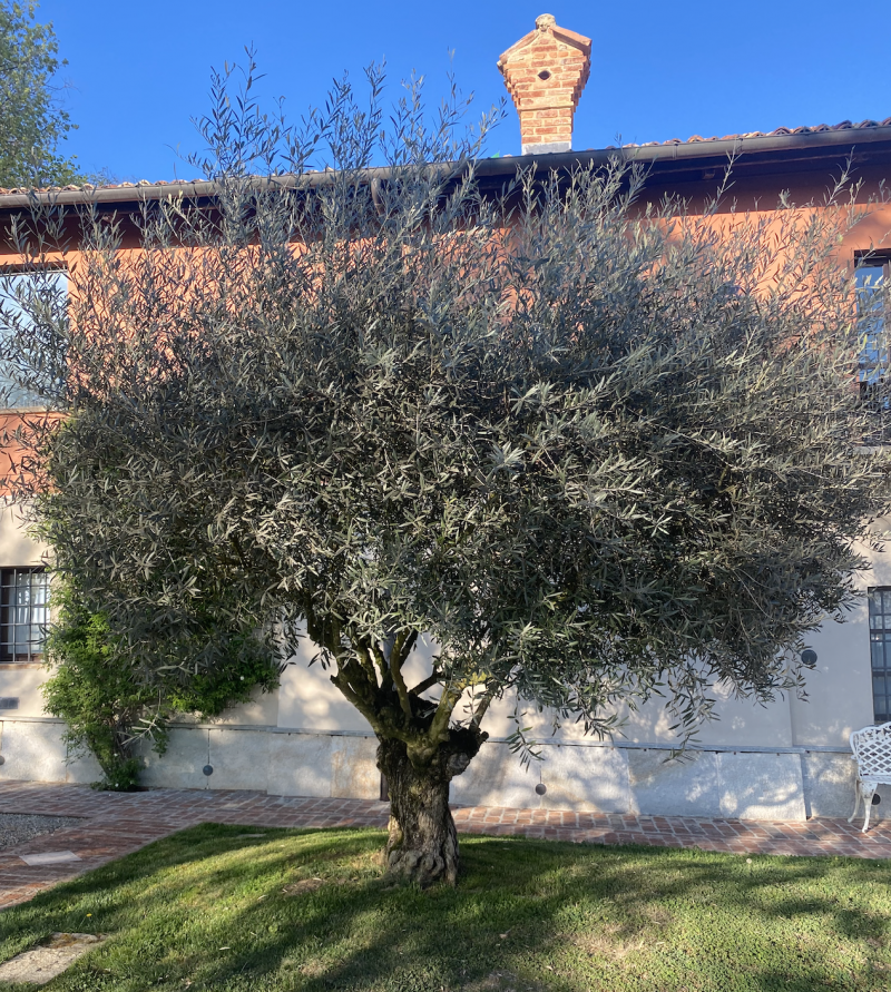 “Ramolivo”, un marchio territoriale per l’olio del Monferrato